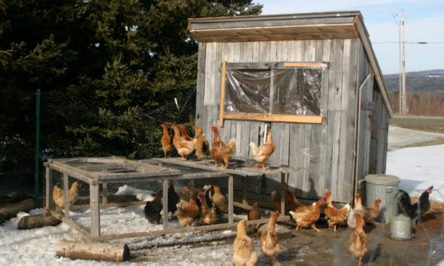 Government is Like a Chicken Coop